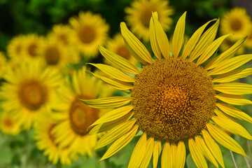 ヒマワリの花（Sunflower）