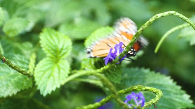 Close up macro of a Red lacewing butterfly feeding on an orange flower nectar