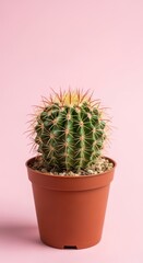 Minimalist green cactus plant in a pot on pink backdrop
