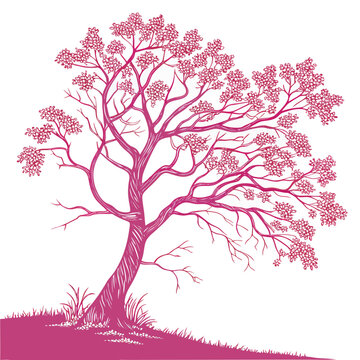 black locust pink tree vector 