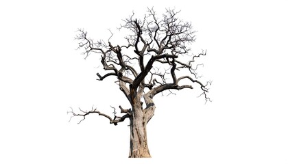 Obraz premium Dead tree against white background
