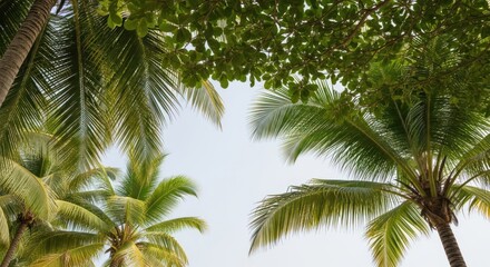 Palm trees canopy, lush green foliage, tropical sky