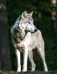 Gray wolf standing in forest