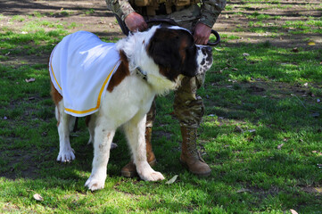 Uniformed soldier with a Saint Bernard dog