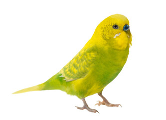 Budgerigar, Melopsittacus undulatus, in front of a white backgro