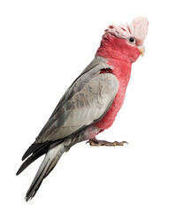 Rose-breasted Cockatoo (2 years old) isolated on white