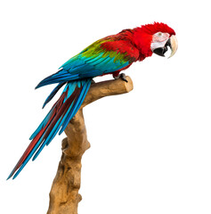 Red-and-green macaw perched on a branch, isolated on white