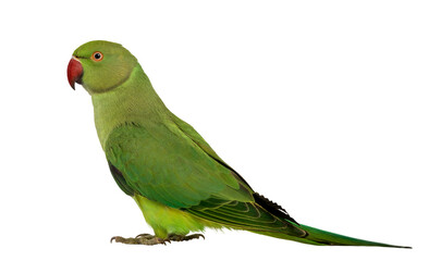 green parrot isolated on white