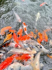 portrait of high angle view of various types of colorful fancy carps or koi fish swimming in a pond, the national animal of Japan