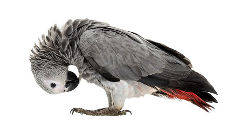 African gery parrot feather-picking in front of a white background