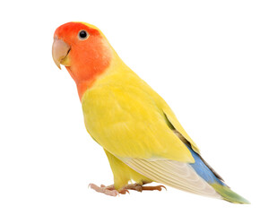 parrot on white background