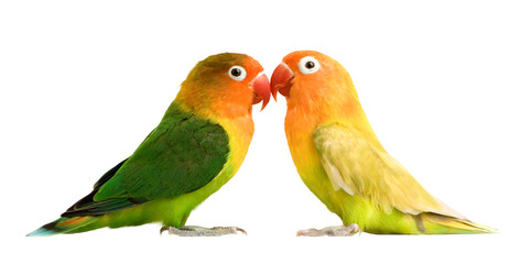 two parrots on white background