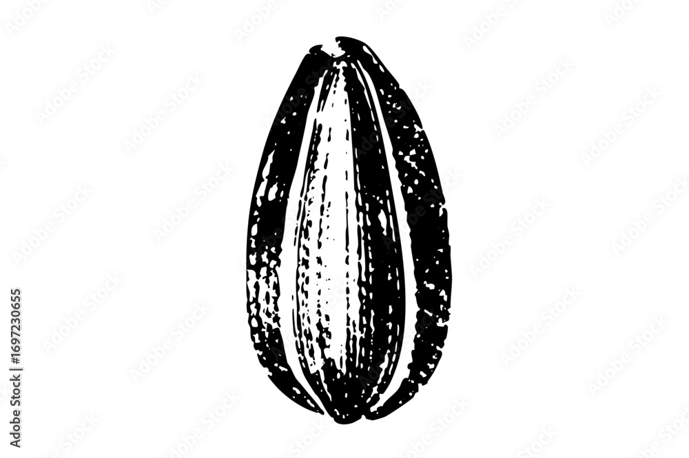 Poster vector detailed of a cocoa pod showcasing its textured surface.