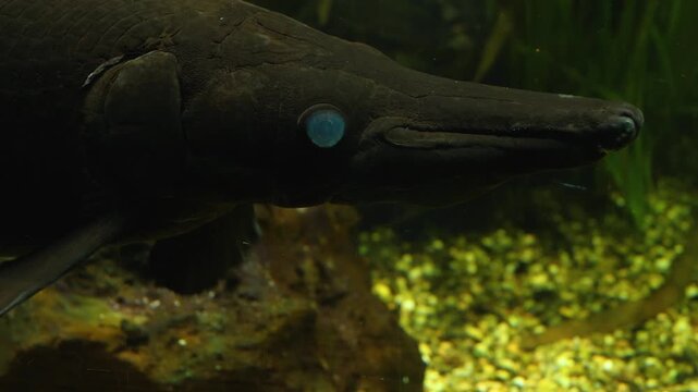 Close up of an alligator gar Fish head resting underwater between water plants moving his fins