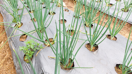 Organic Leeks. Leeks growing in summer field. 