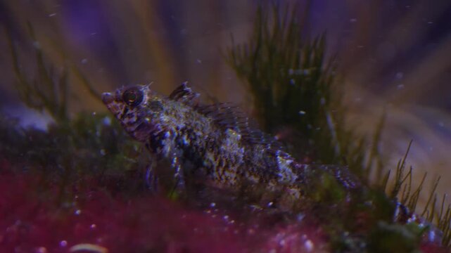 Close up of a butter fish resting underwater on sae weed