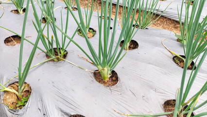 Organic Leeks. Leeks growing in summer field. 