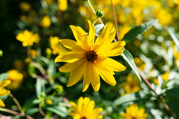 Vivid yellow flower and bright natural spring day scenery