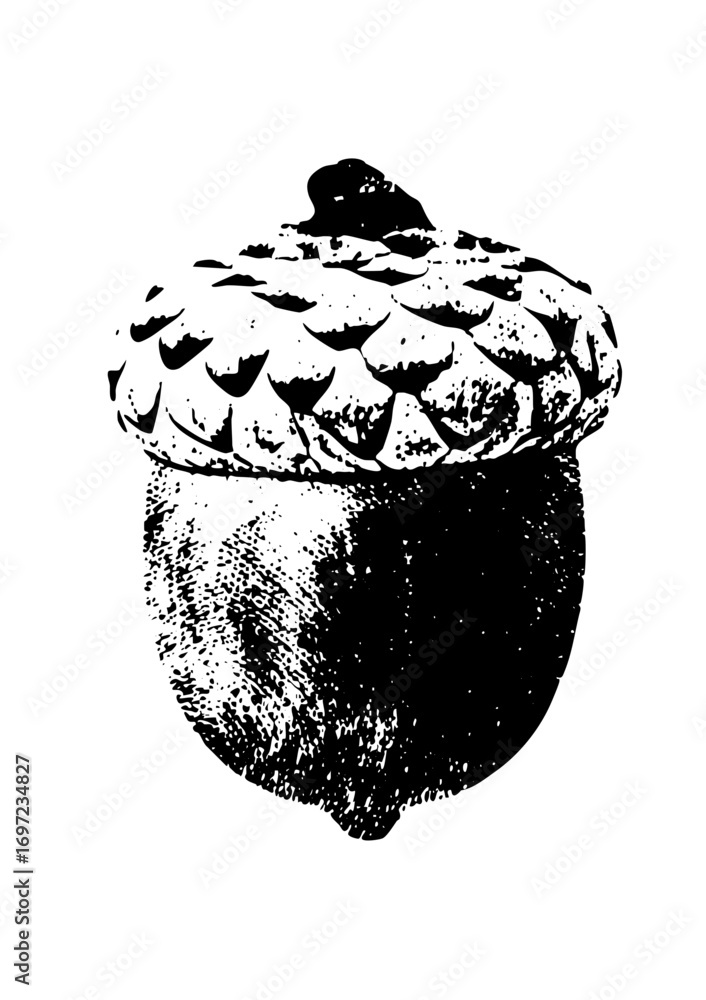 Poster vector detailed of a single acorn with cap.