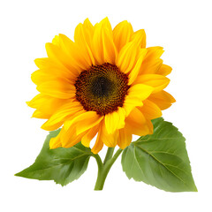 Obraz premium Single bright sunflower isolated on black