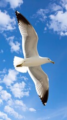 Obraz premium Seagull soaring against a vibrant sky