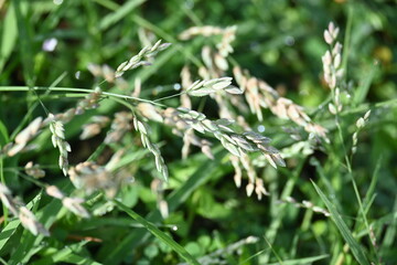 Eragrostis pilosa grass. It is a species of grass in the family Poaceae. It is native to Eurasia and Africa. It is widely introduced, and it is a common weed in many areas.