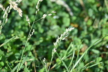 Eragrostis pilosa grass. It is a species of grass in the family Poaceae. It is native to Eurasia and Africa. It is widely introduced, and it is a common weed in many areas.