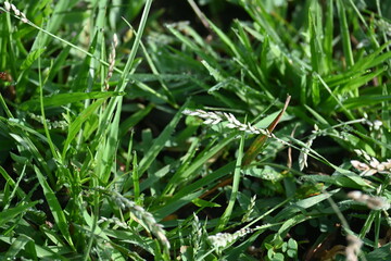 Eragrostis pilosa grass. It is a species of grass in the family Poaceae. It is native to Eurasia and Africa. It is widely introduced, and it is a common weed in many areas.