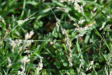 Eragrostis pilosa grass. It is a species of grass in the family Poaceae. It is native to Eurasia and Africa. It is widely introduced, and it is a common weed in many areas.