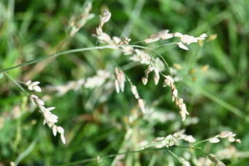 Eragrostis pilosa grass. It is a species of grass in the family Poaceae. It is native to Eurasia and Africa. It is widely introduced, and it is a common weed in many areas.