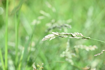 Eragrostis pilosa grass. It is a species of grass in the family Poaceae. It is native to Eurasia and Africa. It is widely introduced, and it is a common weed in many areas.