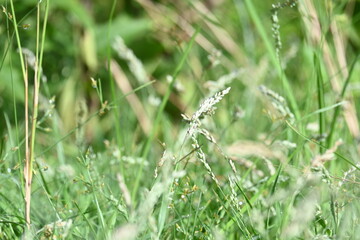 Eragrostis pilosa grass. It is a species of grass in the family Poaceae. It is native to Eurasia...