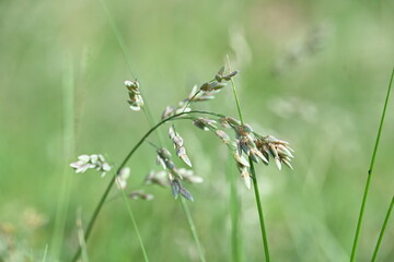 Eragrostis pilosa grass. It is a species of grass in the family Poaceae. It is native to Eurasia...