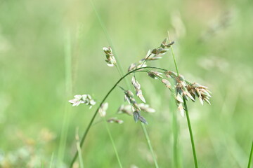Eragrostis pilosa grass. It is a species of grass in the family Poaceae. It is native to Eurasia...