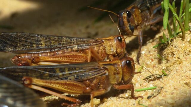 Close up macro shot of grasshopper resting in sand