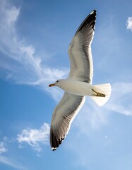 Seagull soaring in bright sky