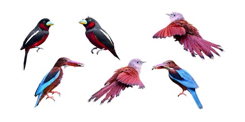 A collection of various tropical birds on a white background.