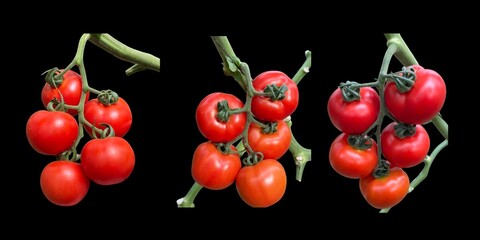 A close-up of a bunch of fresh, red cherry tomatoes on a black background.
