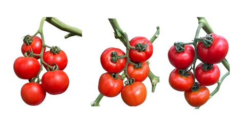 A close-up of a bunch of fresh, red cherry tomatoes on a white  background.