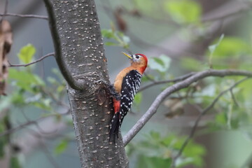 The rufous-bellied woodpecker or rufous-bellied sapsucker (Dendrocopos hyperythrus) is a species of bird in the family Picidae. This photo was taken in North India.