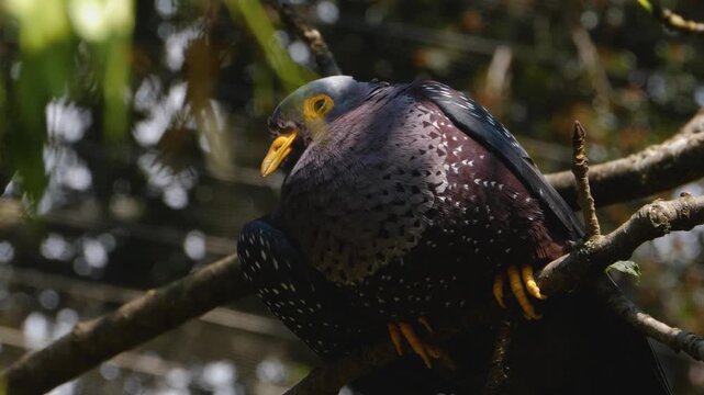 Close up of a blck tropical dove sitting ona tree and looking aorund ona sunny day