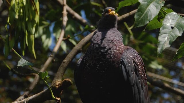Close up of a blck tropical dove sitting ona tree and looking aorund ona sunny day