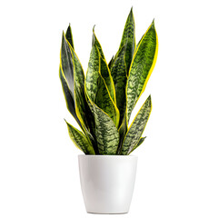 Snake plant in white pot against black background
