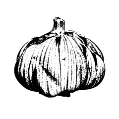 Vector Detailed of a plump pumpkin with textured rind.