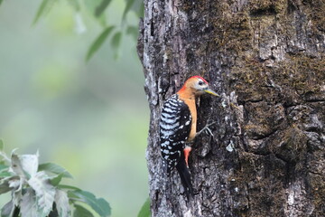 The rufous-bellied woodpecker or rufous-bellied sapsucker (Dendrocopos hyperythrus) is a species of bird in the family Picidae. This photo was taken in North India.