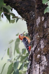 The rufous-bellied woodpecker or rufous-bellied sapsucker (Dendrocopos hyperythrus) is a species of bird in the family Picidae. This photo was taken in North India.