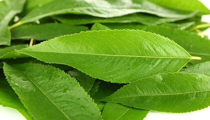 Obraz premium Close-up of vibrant green leaves (7)