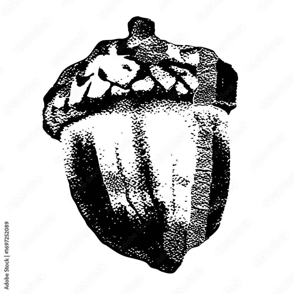 Poster vector detailed of a single acorn with textured cap and nut.