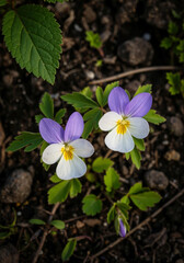 Fototapeta premium Delicate purple and white pansies blooming in dark earth
