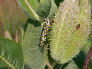 Monarch Caterpillar and Milkweed Bug on Green Milkweed Pod, South Boulder Creek Trail, Colorado